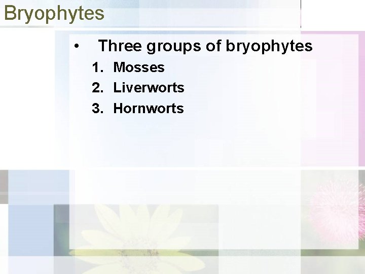 Bryophytes • Three groups of bryophytes 1. Mosses 2. Liverworts 3. Hornworts 