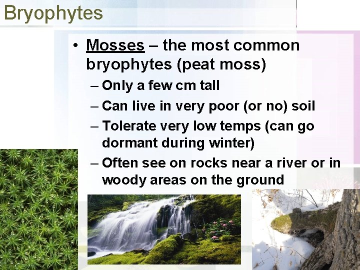 Bryophytes • Mosses – the most common bryophytes (peat moss) – Only a few