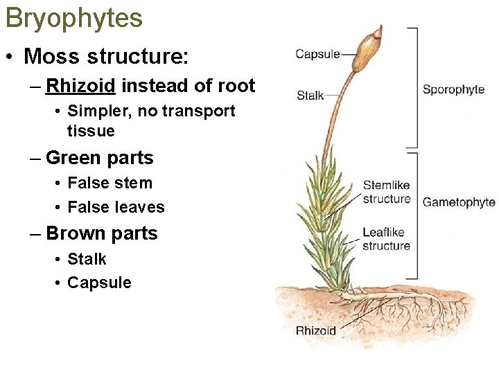 Bryophytes • Moss structure: – Rhizoid instead of root • Simpler, no transport tissue