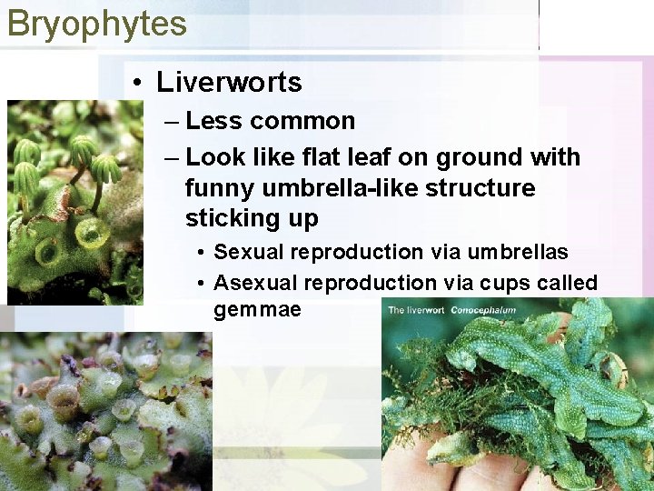 Bryophytes • Liverworts – Less common – Look like flat leaf on ground with