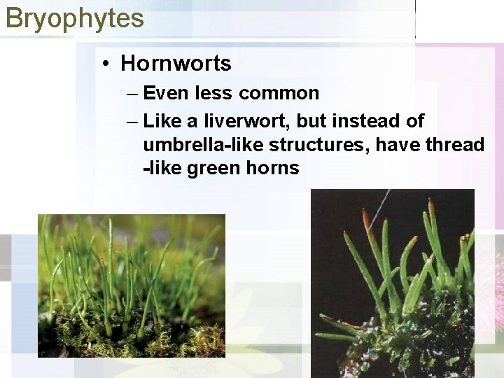 Bryophytes • Hornworts – Even less common – Like a liverwort, but instead of