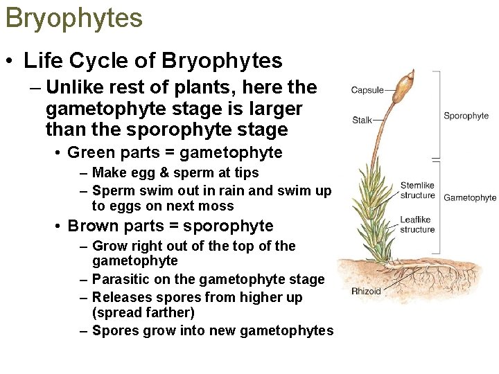 Bryophytes • Life Cycle of Bryophytes – Unlike rest of plants, here the gametophyte