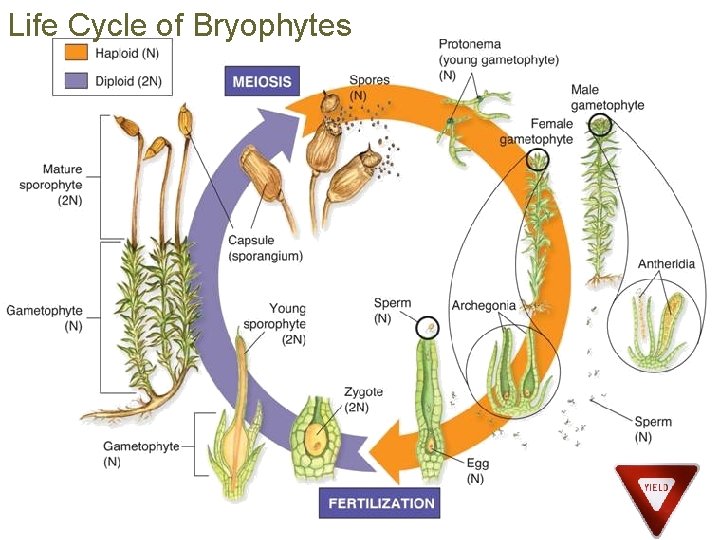 Life Cycle of Bryophytes 