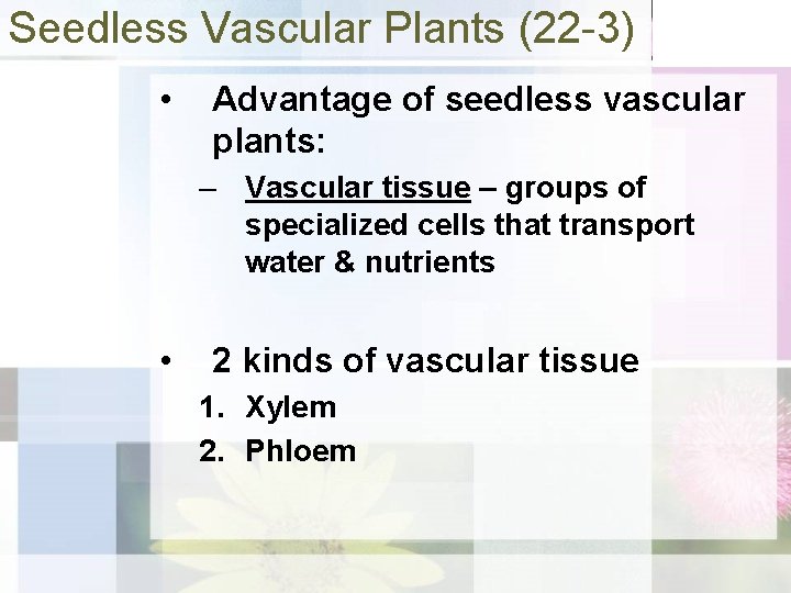 Seedless Vascular Plants (22 -3) • Advantage of seedless vascular plants: – Vascular tissue
