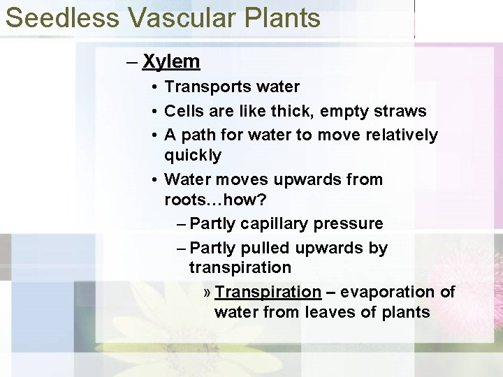 Seedless Vascular Plants – Xylem • Transports water • Cells are like thick, empty