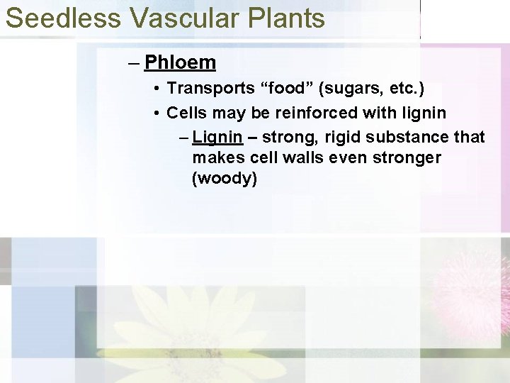 Seedless Vascular Plants – Phloem • Transports “food” (sugars, etc. ) • Cells may