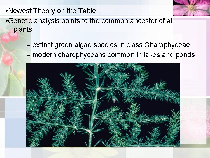  • Newest Theory on the Table!!! • Genetic analysis points to the common