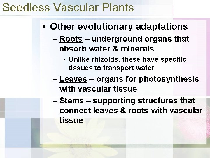 Seedless Vascular Plants • Other evolutionary adaptations – Roots – underground organs that absorb