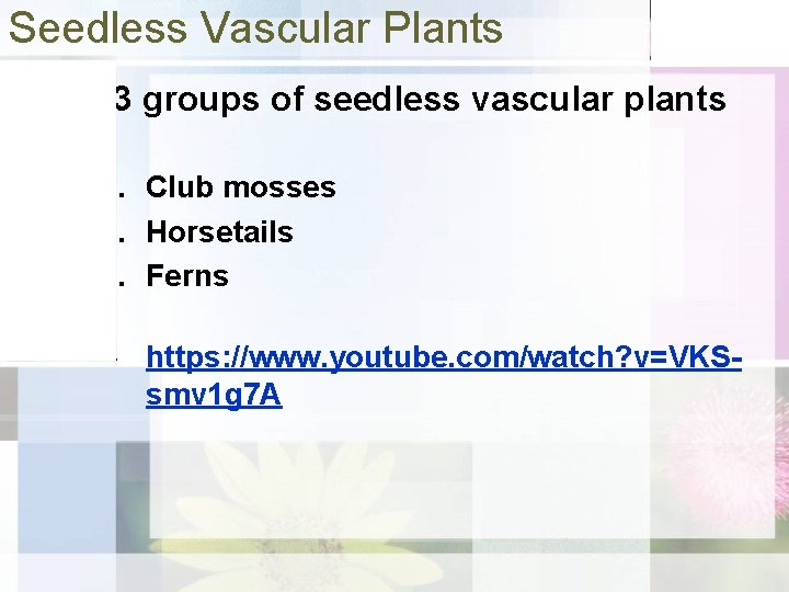 Seedless Vascular Plants • 3 groups of seedless vascular plants 1. Club mosses 2.