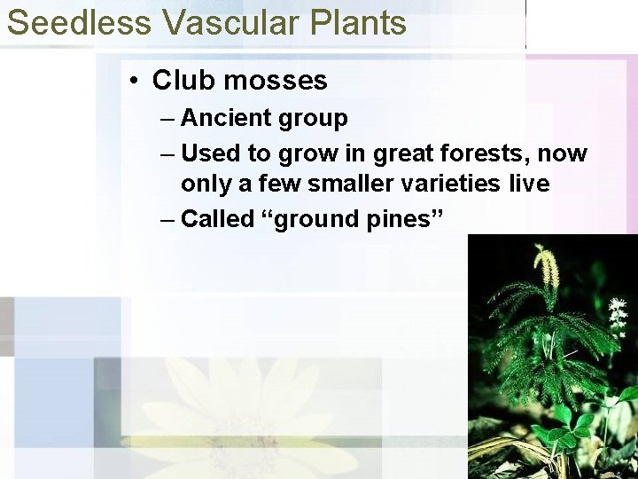 Seedless Vascular Plants • Club mosses – Ancient group – Used to grow in