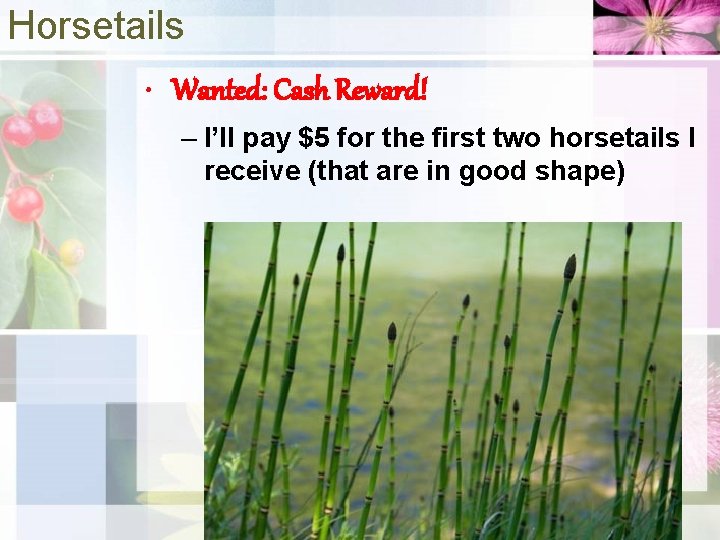 Horsetails • Wanted: Cash Reward! – I’ll pay $5 for the first two horsetails