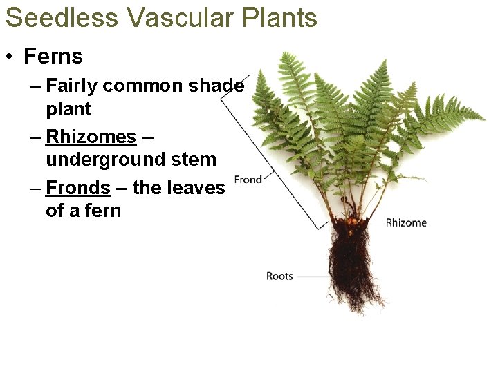 Seedless Vascular Plants • Ferns – Fairly common shade plant – Rhizomes – underground