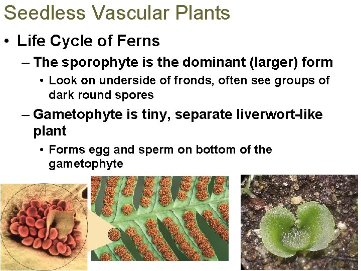 Seedless Vascular Plants • Life Cycle of Ferns – The sporophyte is the dominant