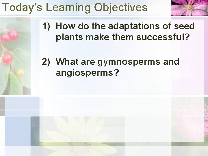 Today’s Learning Objectives 1) How do the adaptations of seed plants make them successful?