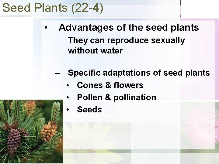 Seed Plants (22 -4) • Advantages of the seed plants – They can reproduce