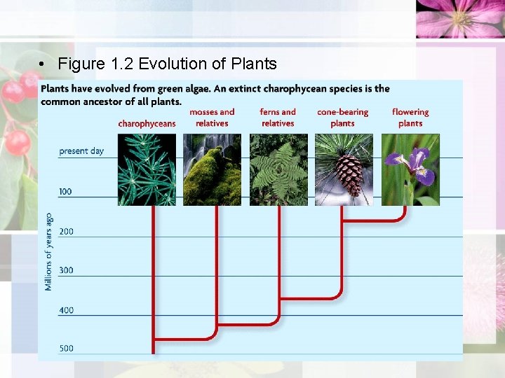  • Figure 1. 2 Evolution of Plants 