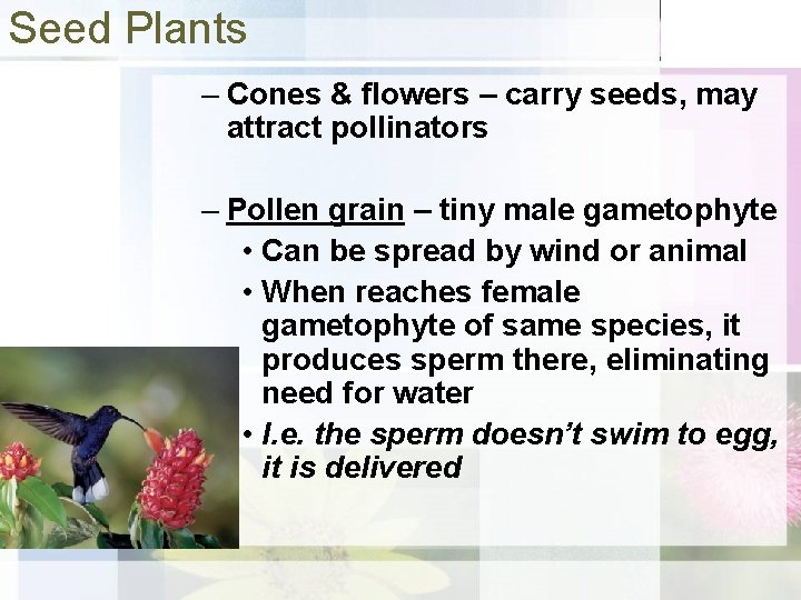 Seed Plants – Cones & flowers – carry seeds, may attract pollinators – Pollen