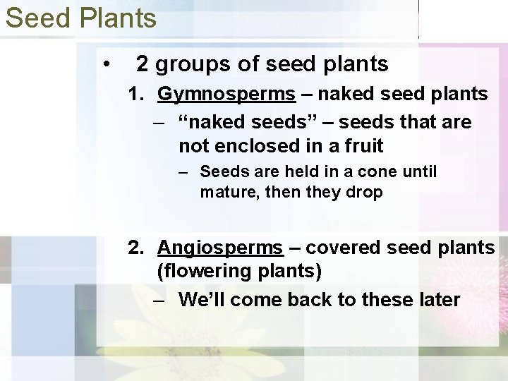 Seed Plants • 2 groups of seed plants 1. Gymnosperms – naked seed plants