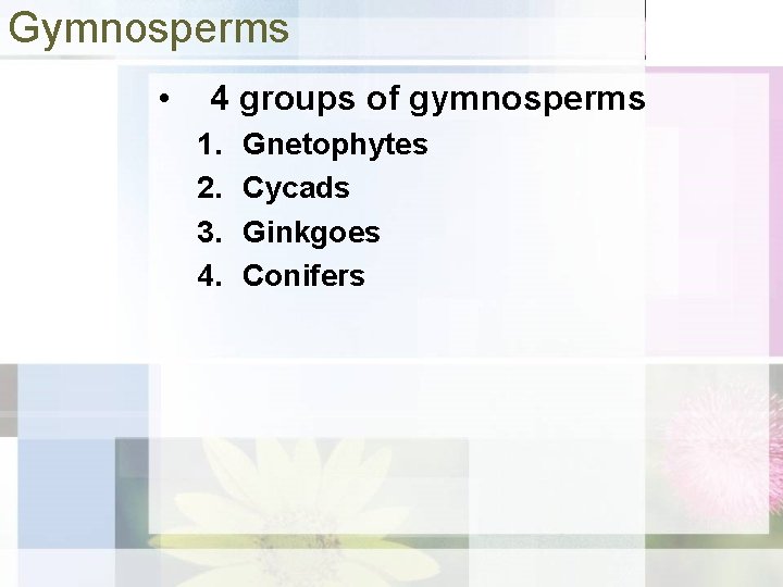 Gymnosperms • 4 groups of gymnosperms 1. 2. 3. 4. Gnetophytes Cycads Ginkgoes Conifers