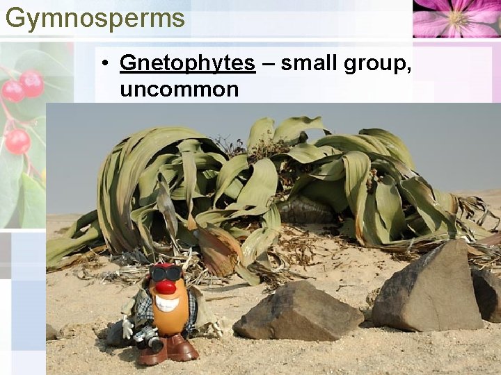 Gymnosperms • Gnetophytes – small group, uncommon 