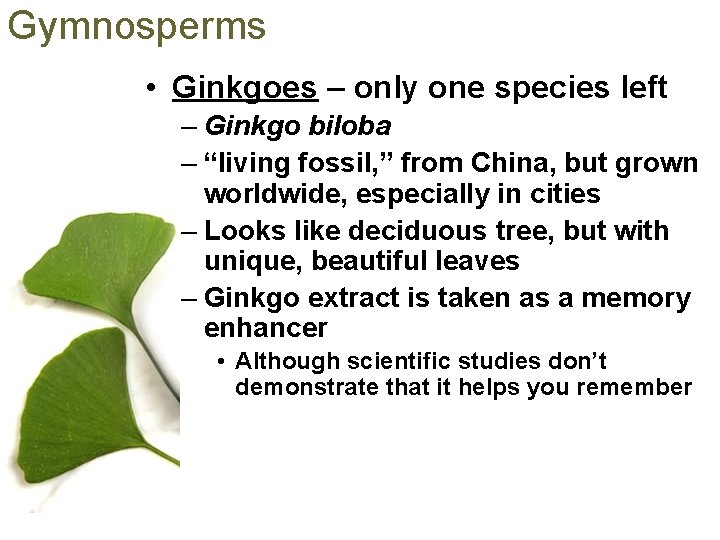 Gymnosperms • Ginkgoes – only one species left – Ginkgo biloba – “living fossil,