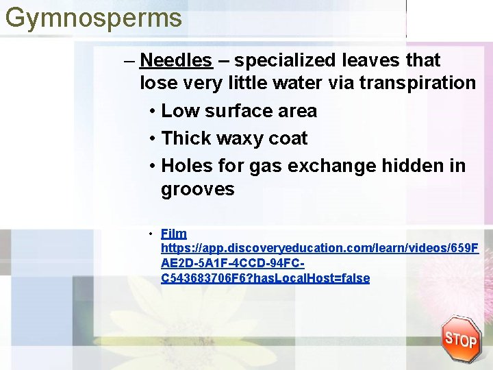 Gymnosperms – Needles – specialized leaves that lose very little water via transpiration •