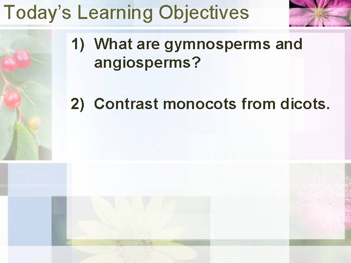 Today’s Learning Objectives 1) What are gymnosperms and angiosperms? 2) Contrast monocots from dicots.