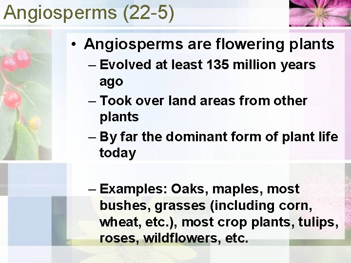 Angiosperms (22 -5) • Angiosperms are flowering plants – Evolved at least 135 million