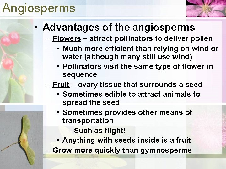 Angiosperms • Advantages of the angiosperms – Flowers – attract pollinators to deliver pollen