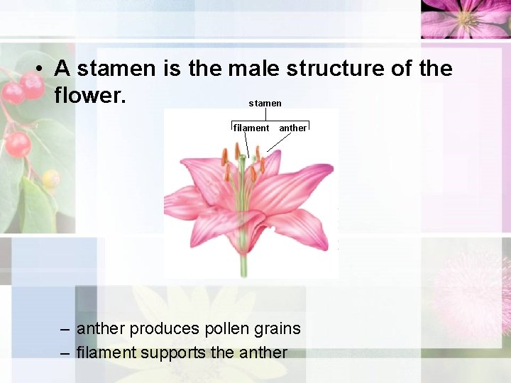  • A stamen is the male structure of the flower. stamen filament anther