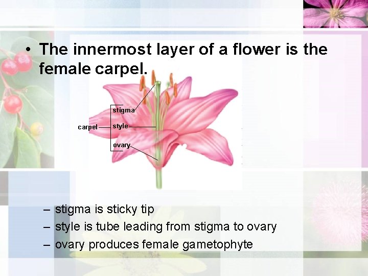  • The innermost layer of a flower is the female carpel. stigma carpel