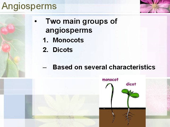 Angiosperms • Two main groups of angiosperms 1. Monocots 2. Dicots – Based on