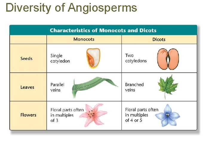 Diversity of Angiosperms 