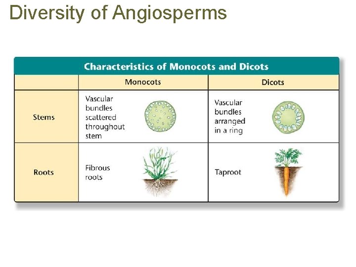 Diversity of Angiosperms 