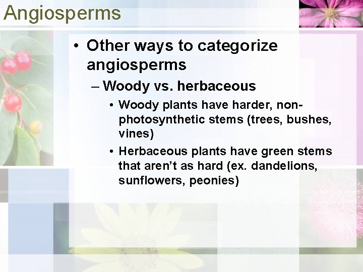 Angiosperms • Other ways to categorize angiosperms – Woody vs. herbaceous • Woody plants