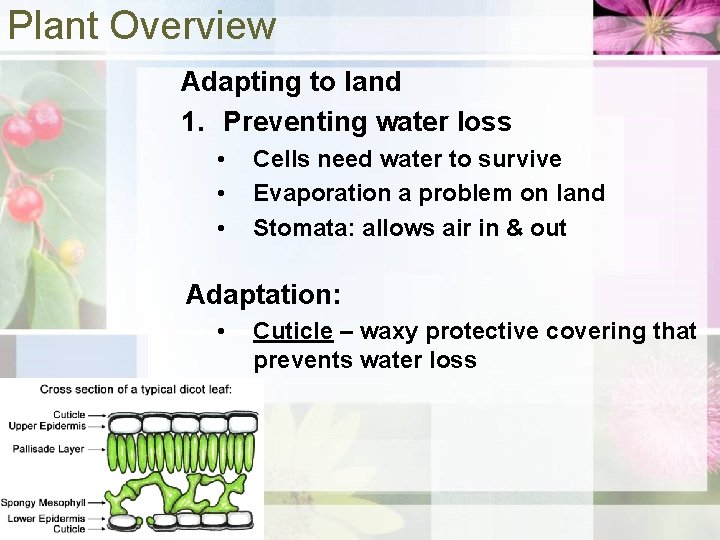 Plant Overview Adapting to land 1. Preventing water loss • • • Cells need