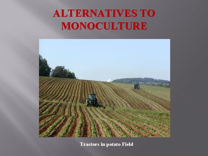 ALTERNATIVES TO MONOCULTURE Tractors in potato Field 