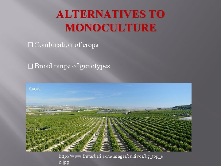ALTERNATIVES TO MONOCULTURE � Combination � Broad of crops range of genotypes http: //www.