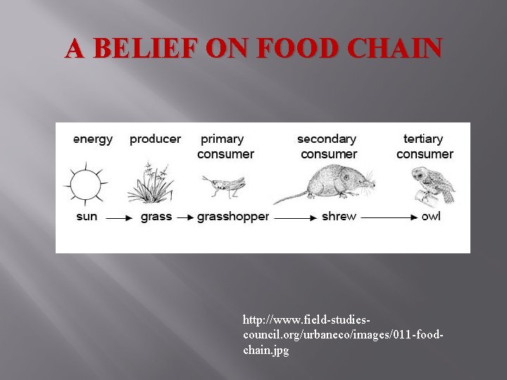 A BELIEF ON FOOD CHAIN http: //www. field-studiescouncil. org/urbaneco/images/011 -foodchain. jpg 