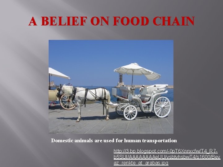 A BELIEF ON FOOD CHAIN Domestic animals are used for human transportation http: //3.