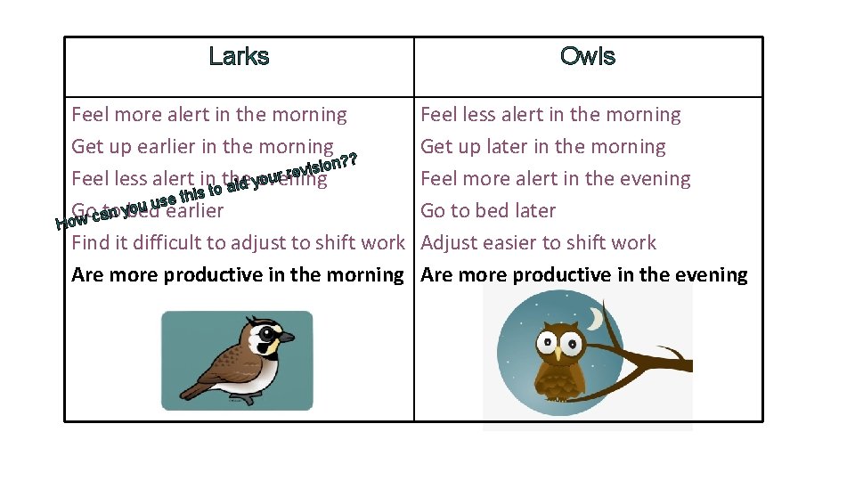 Larks Feel more alert in the morning Get up earlier in the morning on?