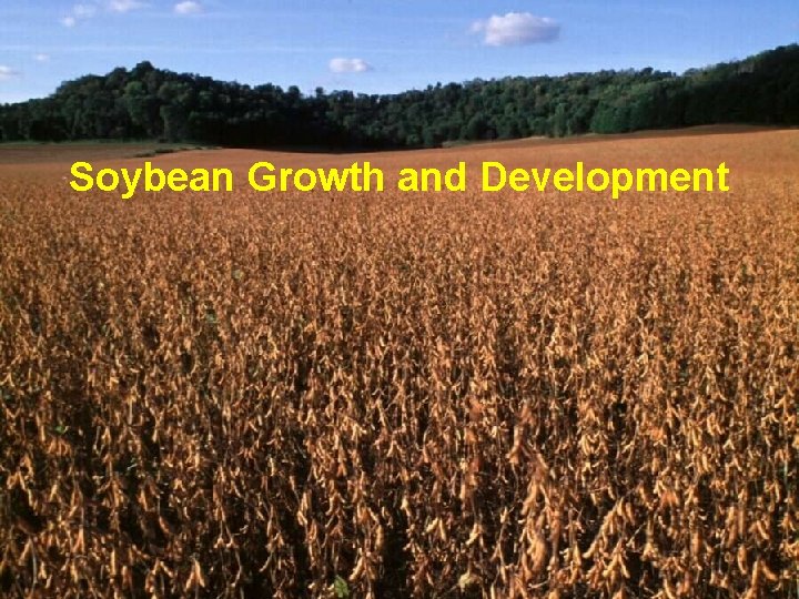 Soybean Growth and Development http: //corn. agronomy. wisc. edu Lauer © 1994 -2005 University