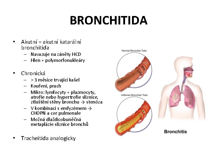 BRONCHITIDA • Akutní = akutní katarální bronchitida – Navazuje na záněty HCD – Hlen