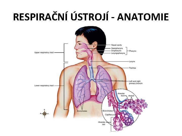 RESPIRAČNÍ ÚSTROJÍ - ANATOMIE 