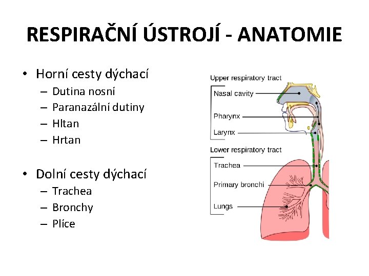 RESPIRAČNÍ ÚSTROJÍ - ANATOMIE • Horní cesty dýchací – – Dutina nosní Paranazální dutiny