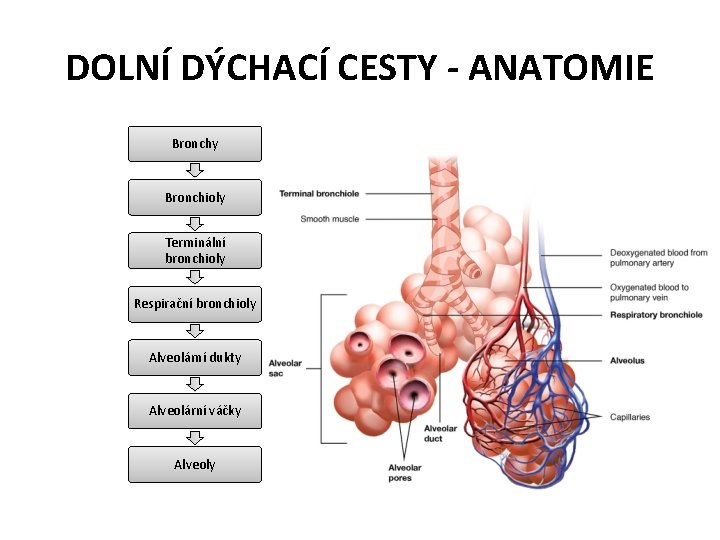 DOLNÍ DÝCHACÍ CESTY - ANATOMIE Bronchy Bronchioly Terminální bronchioly Respirační bronchioly Alveolární dukty Alveolární