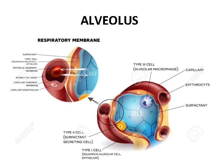 ALVEOLUS 