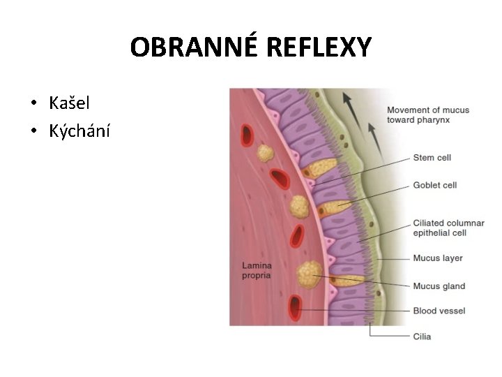 OBRANNÉ REFLEXY • Kašel • Kýchání 