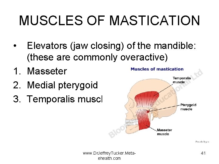 MUSCLES OF MASTICATION • Elevators (jaw closing) of the mandible: (these are commonly overactive)