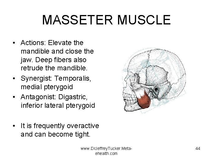 MASSETER MUSCLE • Actions: Elevate the mandible and close the jaw. Deep fibers also